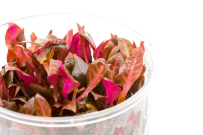 Альтернатера Розефолия d 6,5 см (меристемное растение)